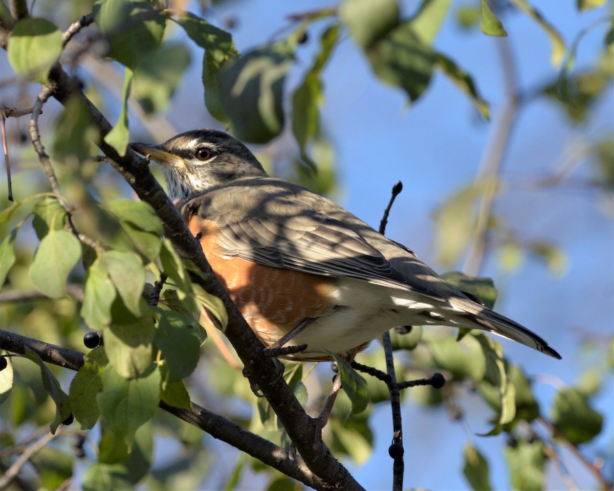 American Robin - ML287765521