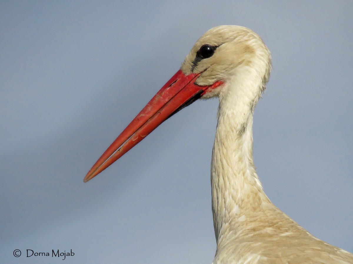 White Stork - ML28776721