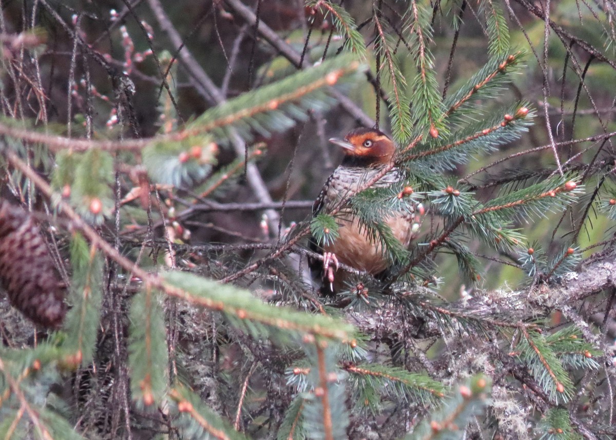 Spotted Laughingthrush - ML287767531