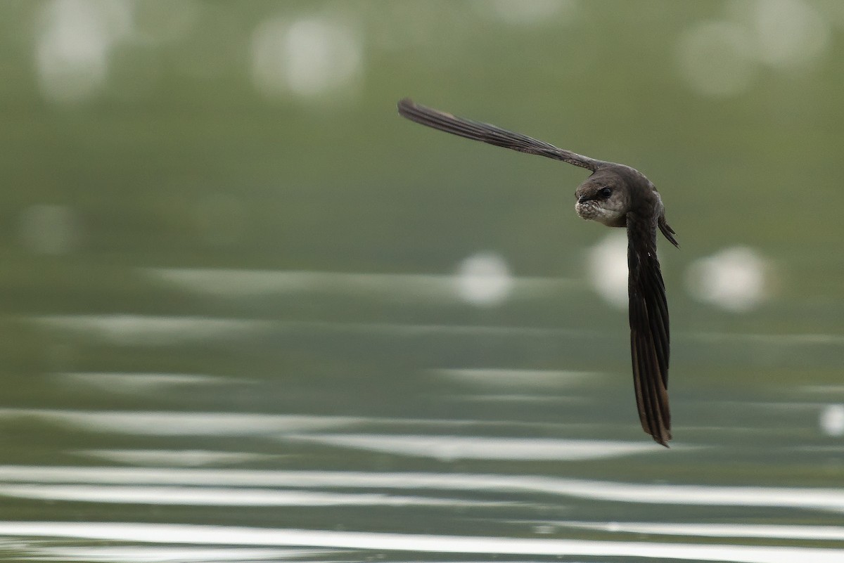 Chimney Swift - Peter F