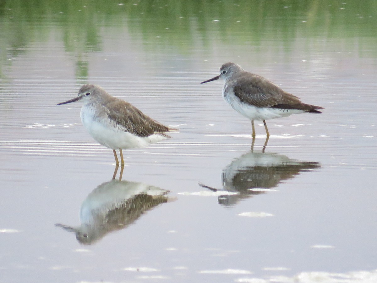 Lesser Yellowlegs - ML287767981