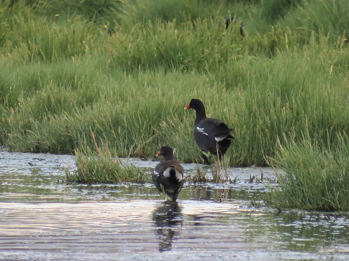 Common Gallinule - ML287768061