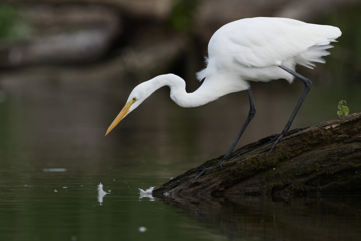 Great Egret - Peter F