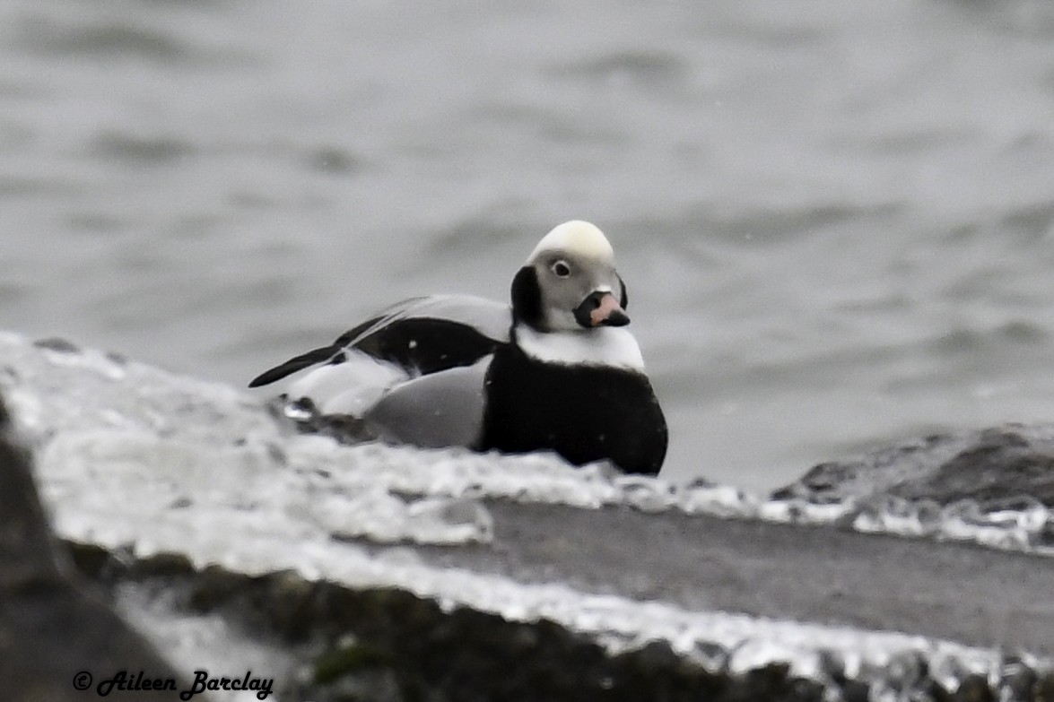 Long-tailed Duck - ML287768201