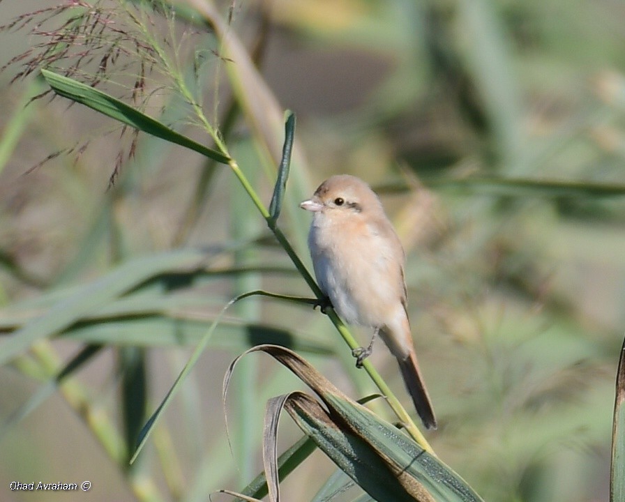 Isabelline Shrike - Ohad Avraham