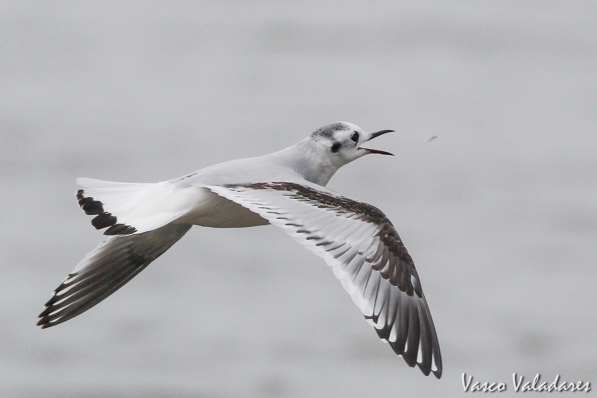 Little Gull - Vasco Valadares