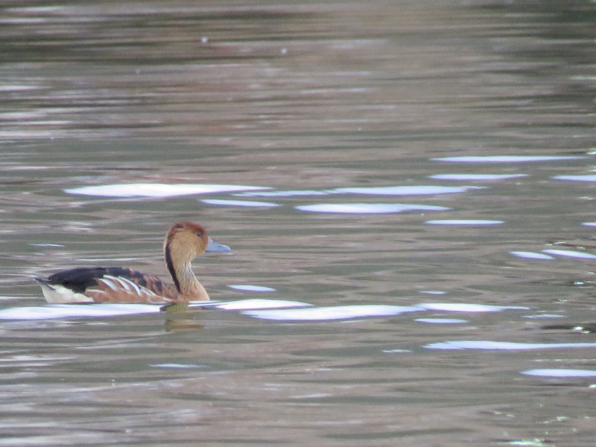 Fulvous Whistling-Duck - Vincent Vos