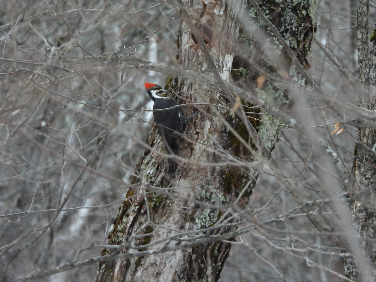 Pileated Woodpecker - ML287770351