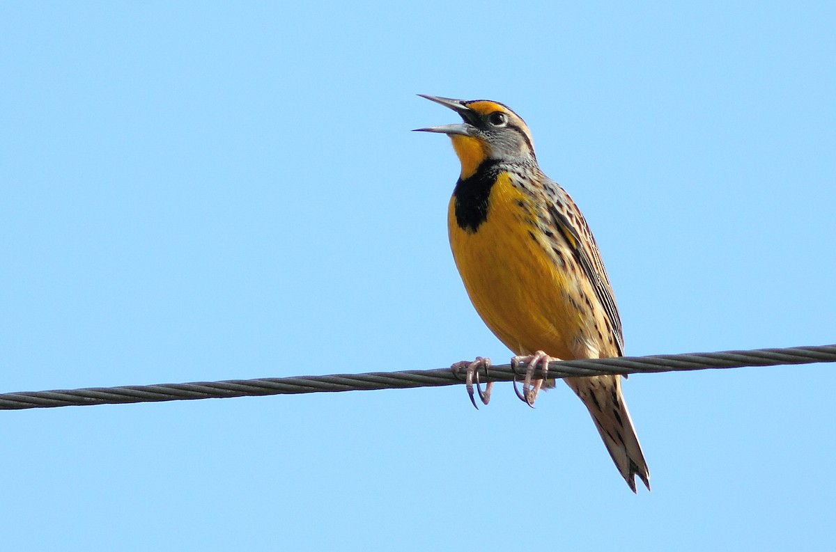 Eastern Meadowlark - ML287770401