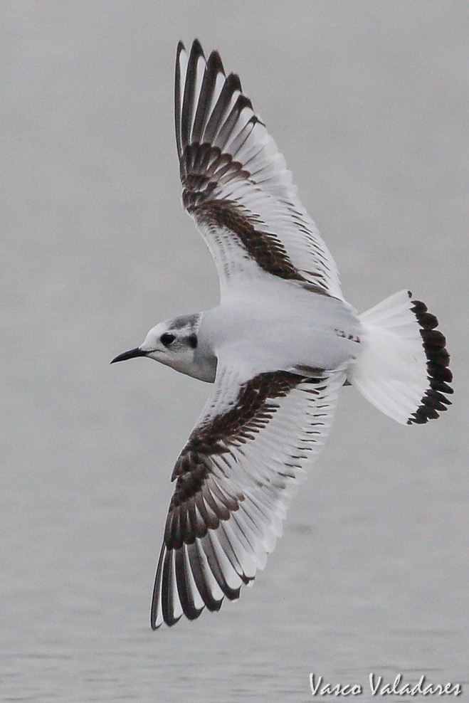 Little Gull - Vasco Valadares