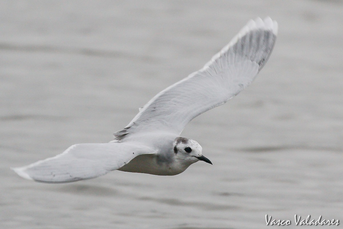 Little Gull - Vasco Valadares