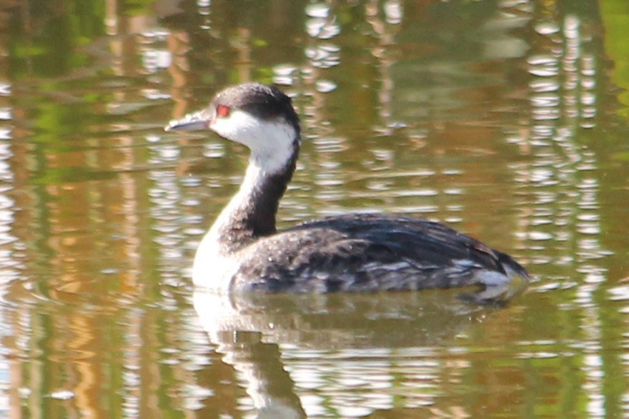 Horned Grebe - Mike Peczynski