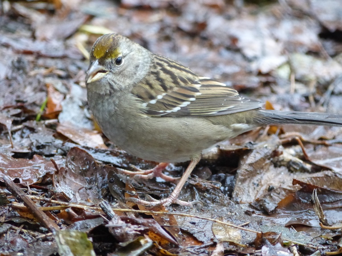 Bruant à couronne dorée - ML287774281