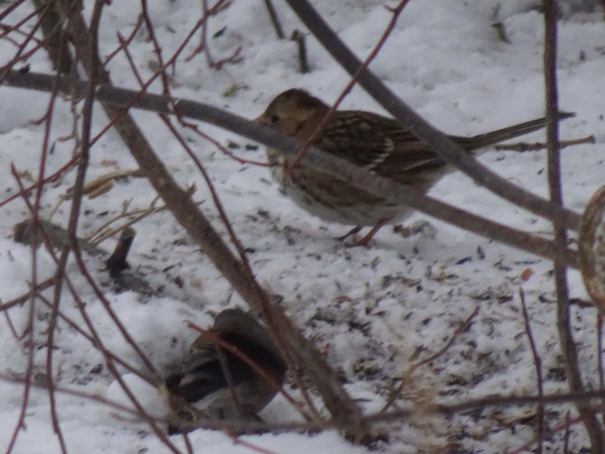 Harris's Sparrow - ML287775601