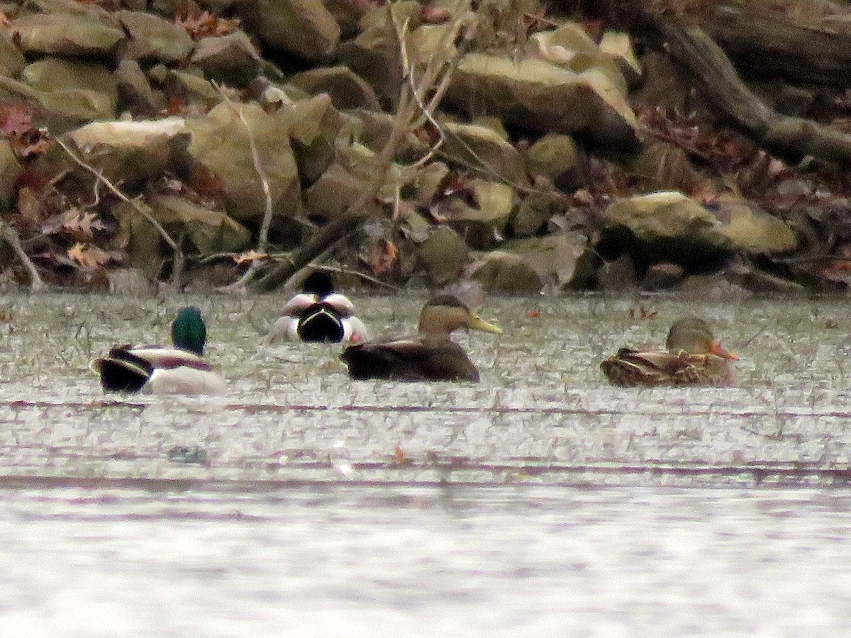 American Black Duck - ML287776701