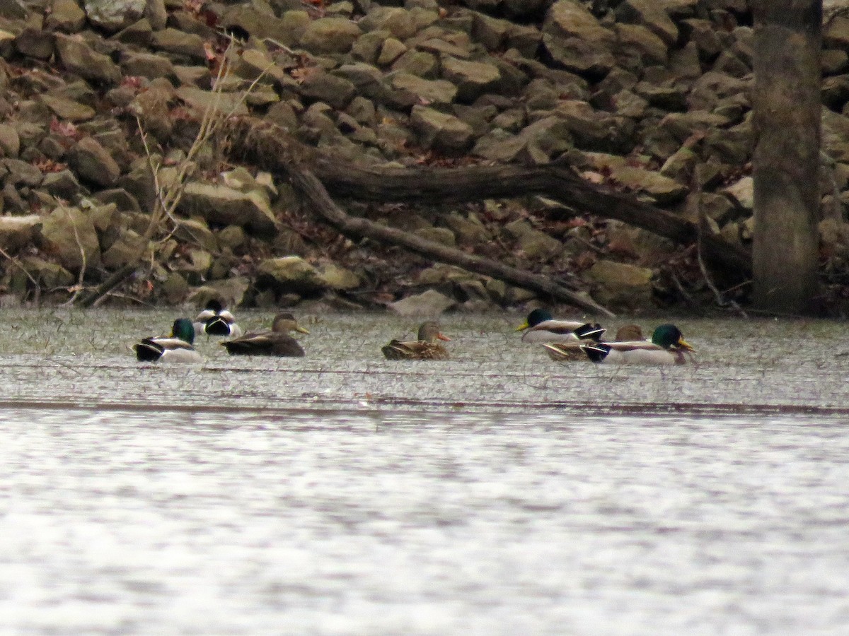 American Black Duck - ML287776711