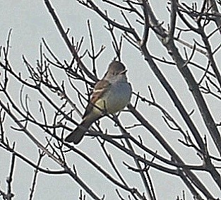 Ash-throated Flycatcher - ML287777171