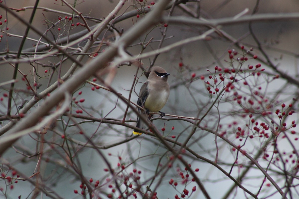 Cedar Waxwing - Ryan Hamilton