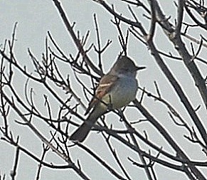 Ash-throated Flycatcher - ML287777371