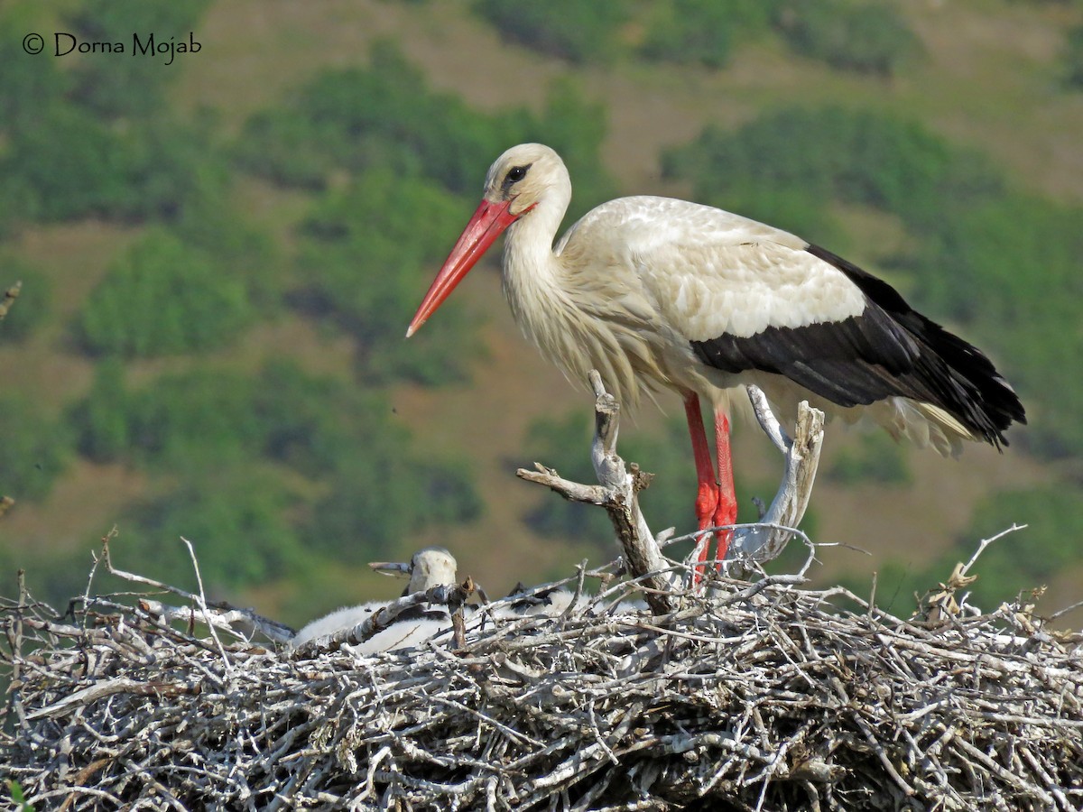 White Stork - Dorna Mojab