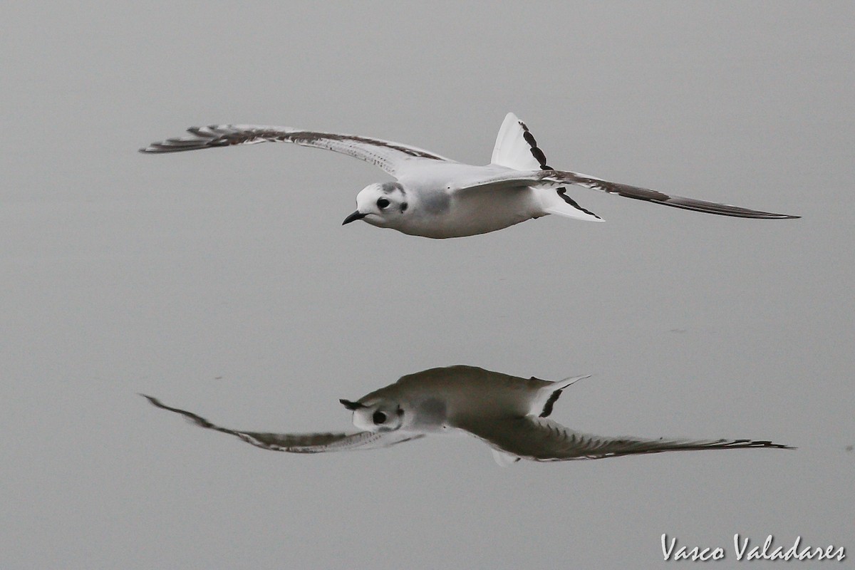 Little Gull - Vasco Valadares