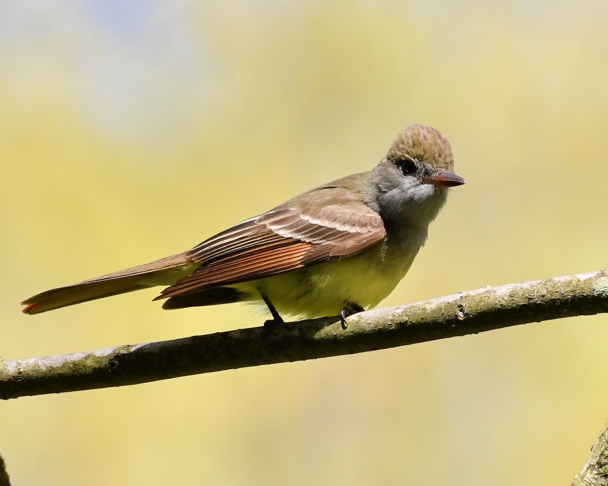 Great Crested Flycatcher - Dorrie Holmes