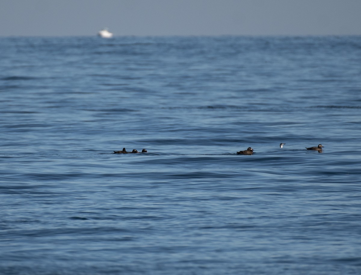 White-winged Scoter - ML287781621