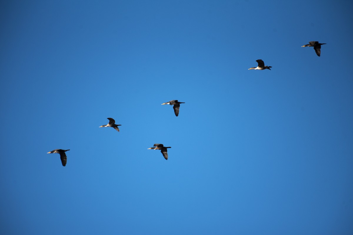 Double-crested Cormorant - ML287782201