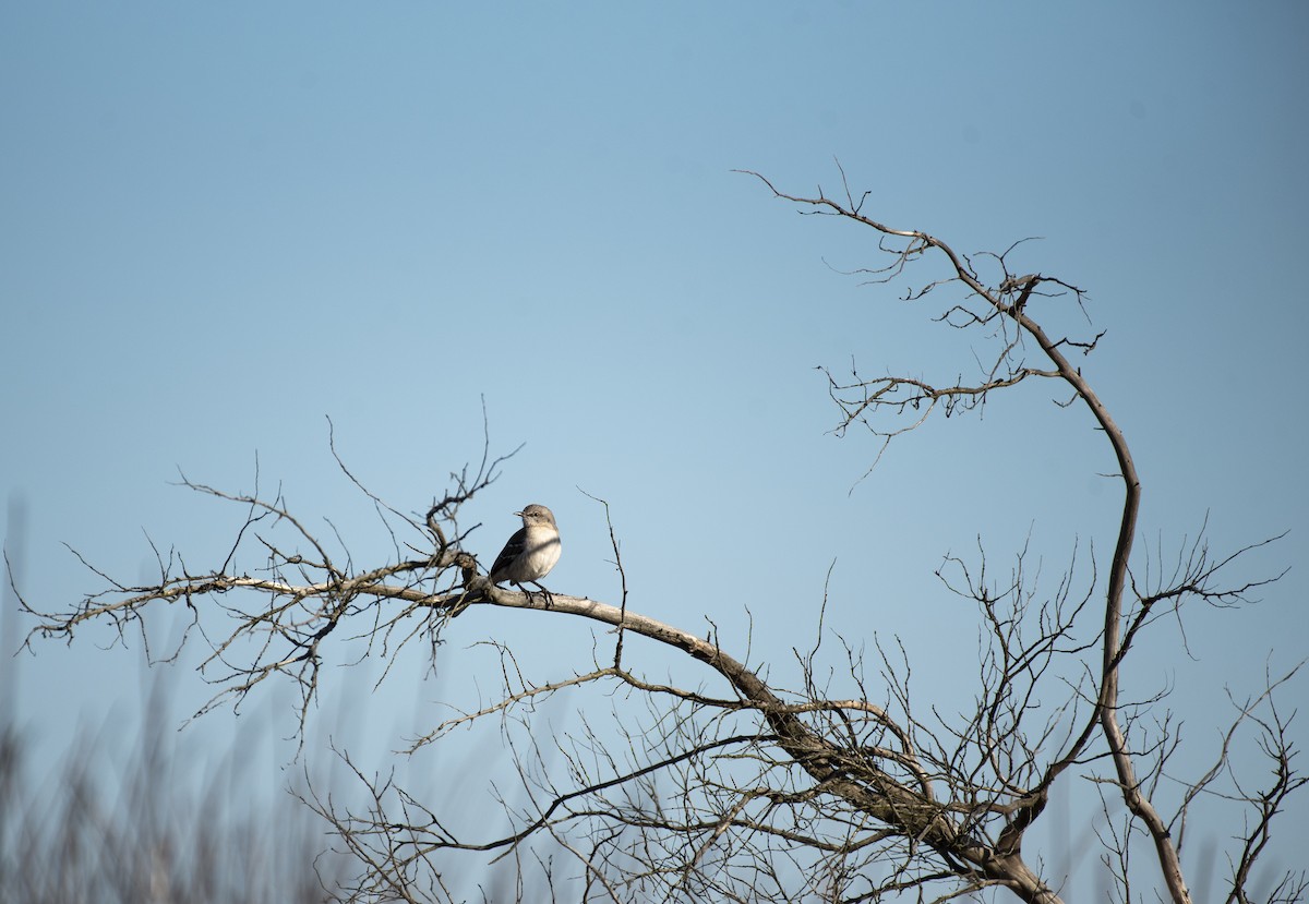 Northern Mockingbird - ML287782341