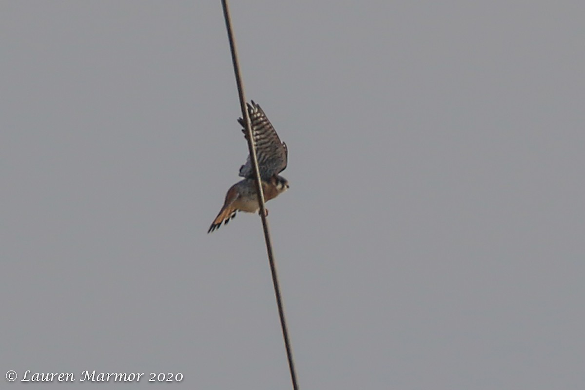 American Kestrel - ML287784691