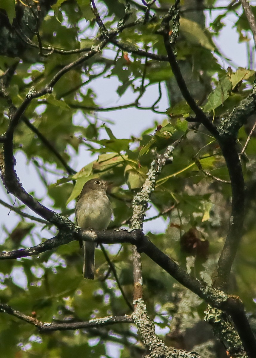 Least Flycatcher - ML287786721