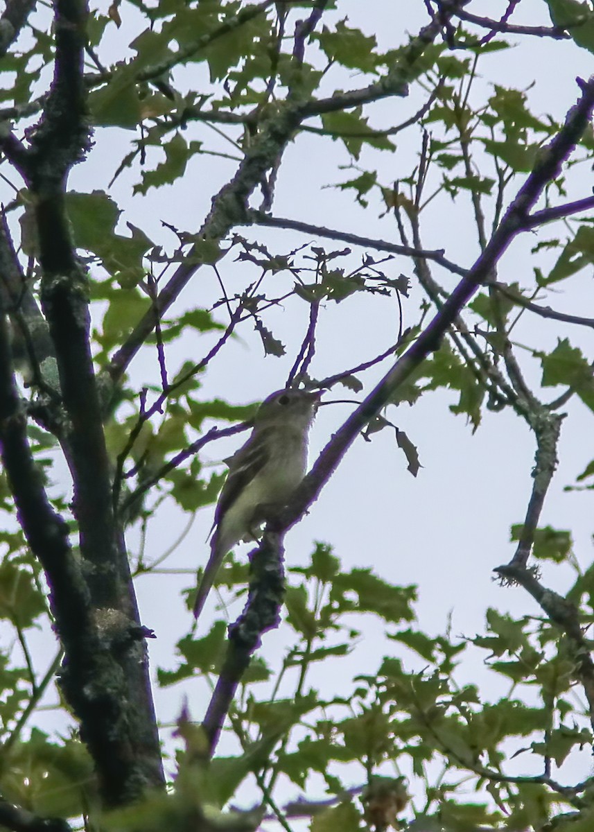 Піві-малюк сизий - ML287786731