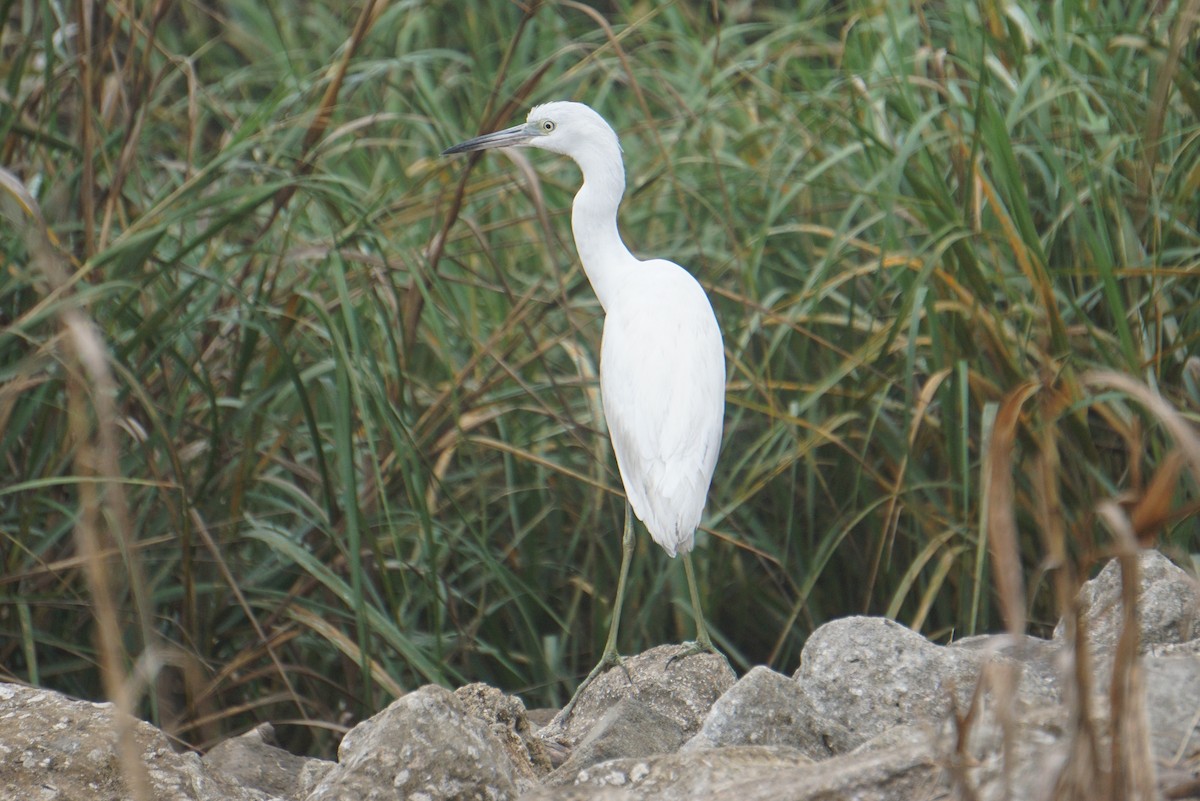 Little Blue Heron - ML287787621
