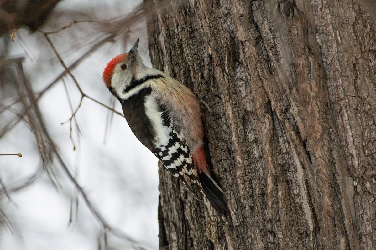 Middle Spotted Woodpecker - Grigory Evtukh