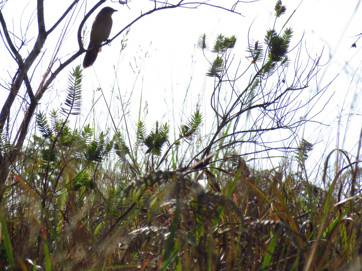 Broad-tailed Grassbird - ML28778921