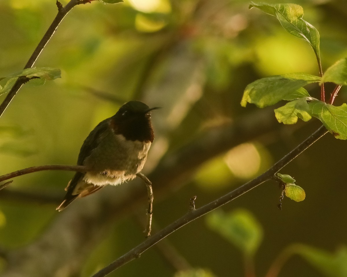 Ruby-throated Hummingbird - ML287790221