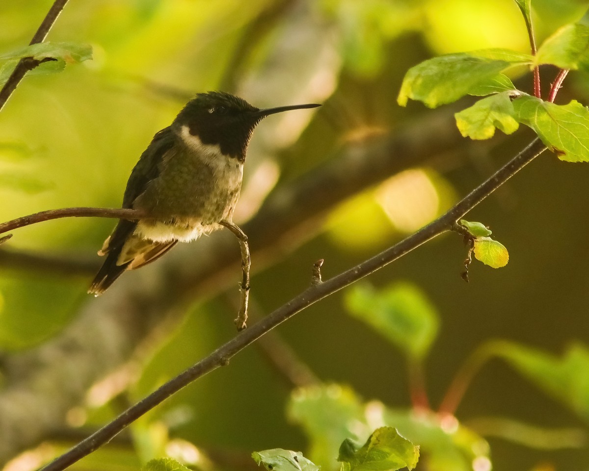 Colibri à gorge rubis - ML287790231