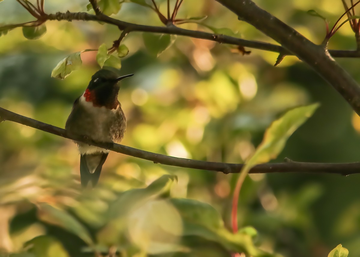 Colibrí Gorjirrubí - ML287790241