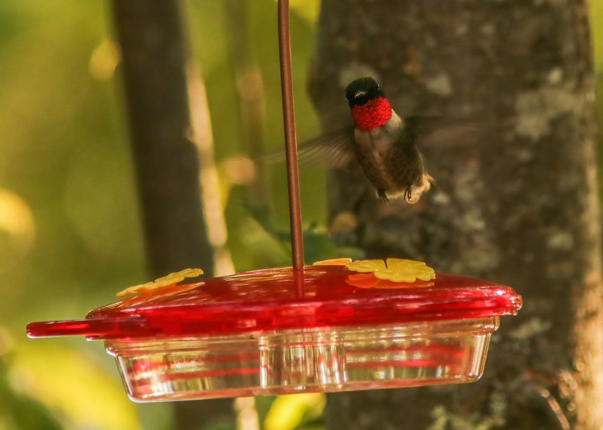 Ruby-throated Hummingbird - ML287790251