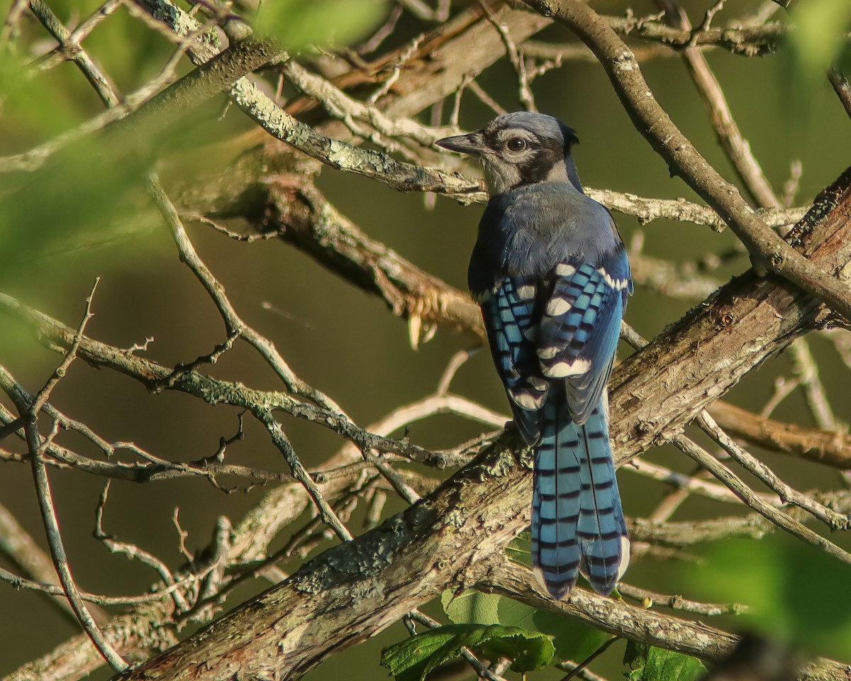 Blue Jay - ML287790261