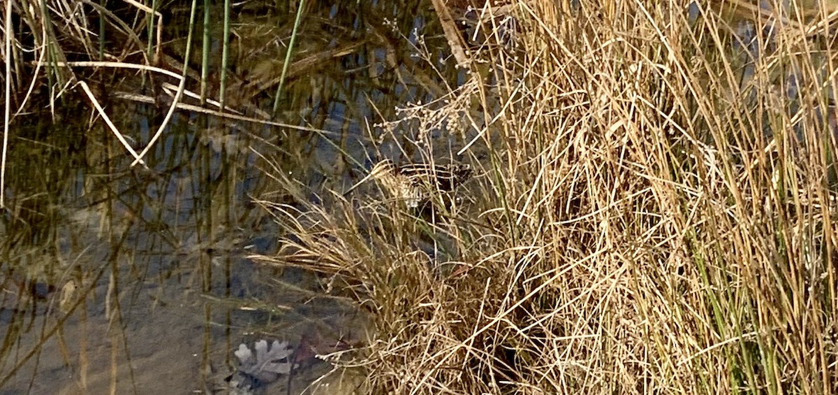 Wilson's Snipe - ML287791731