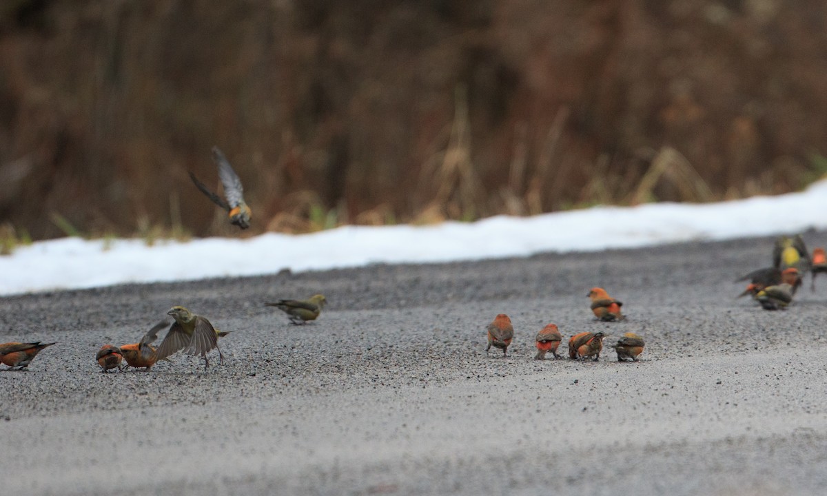 Red Crossbill (Northeastern or type 12) - Drew Weber