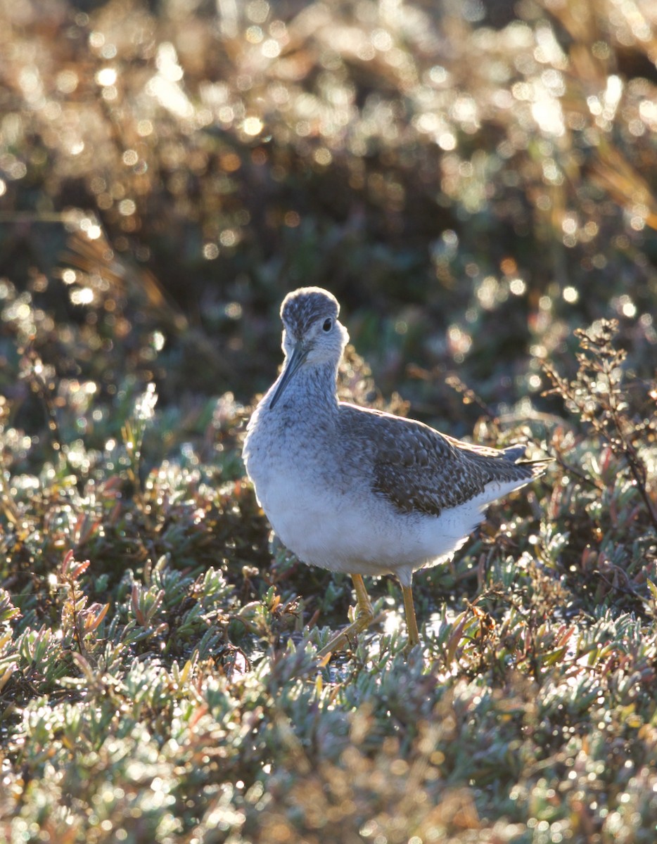 Greater Yellowlegs - Sean Buchanan