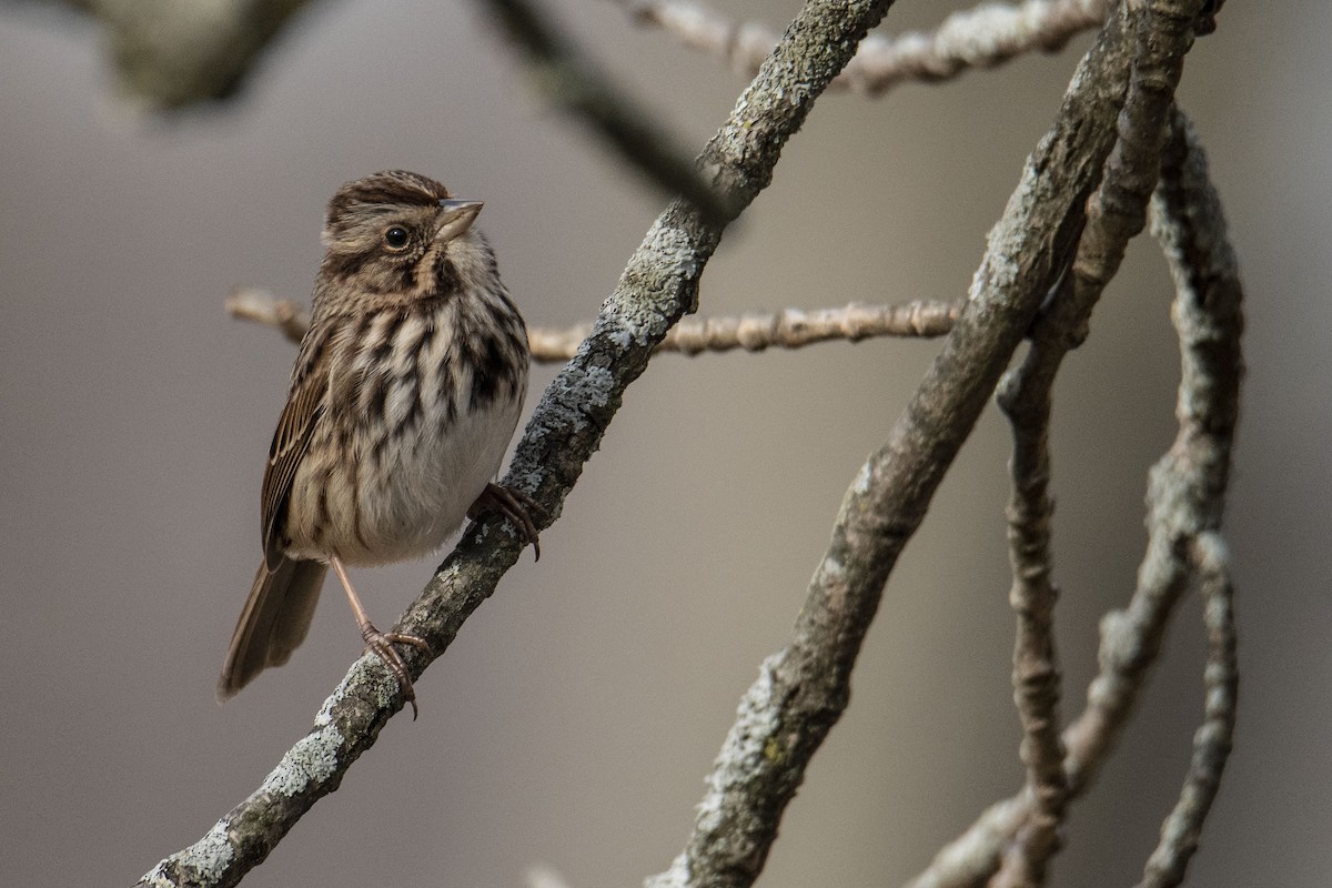 Song Sparrow - Elephi Pelephi