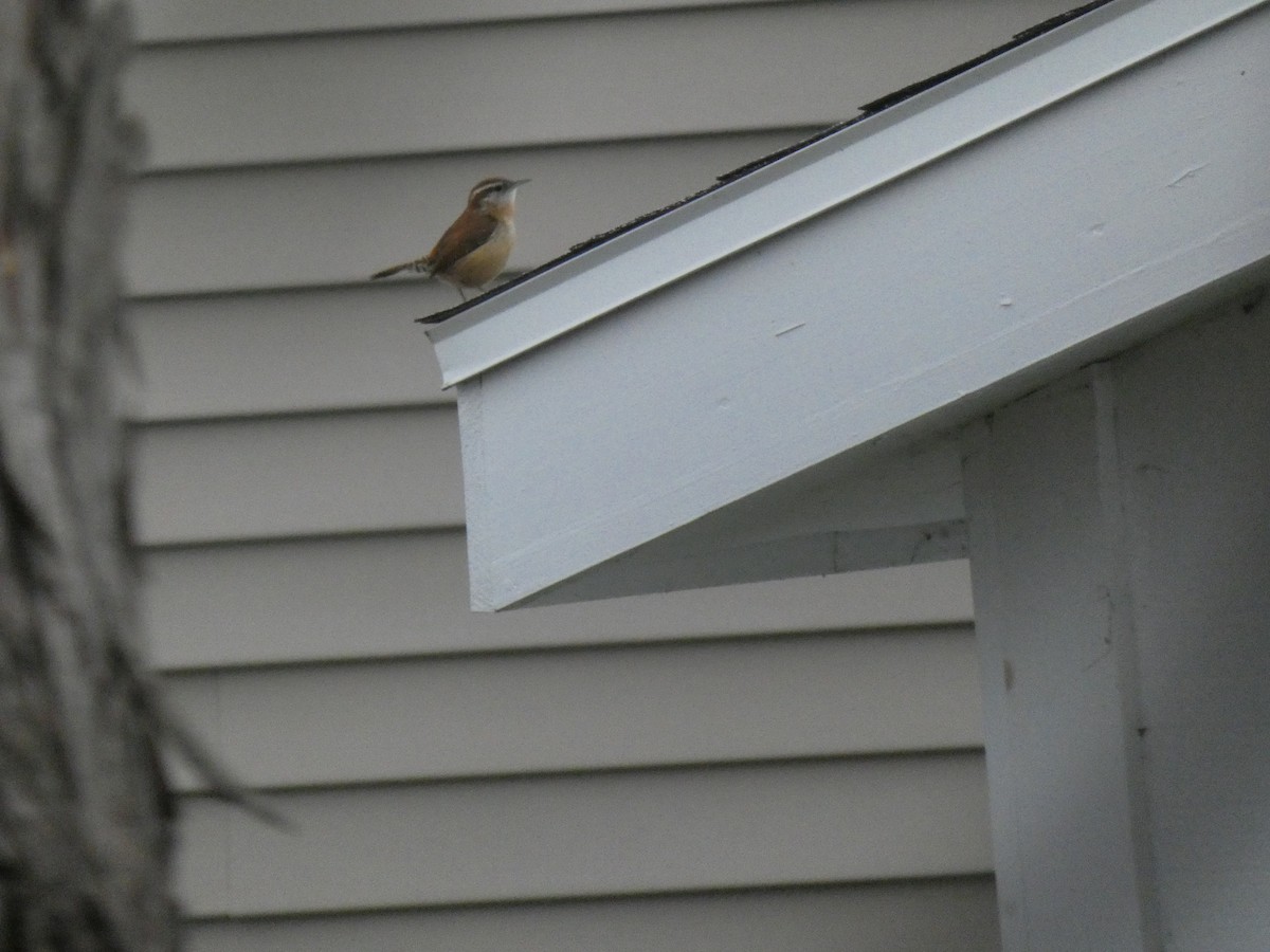 Carolina Wren - Kody Clem