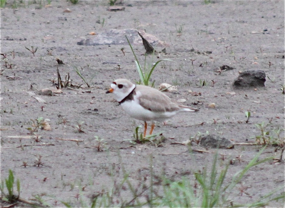 Piping Plover - ML287795581