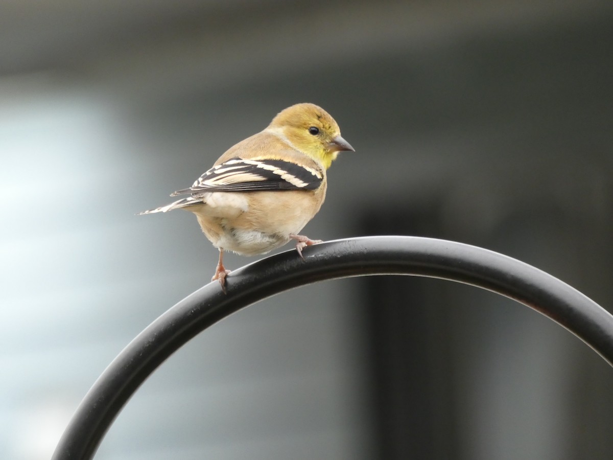 American Goldfinch - ML287795771