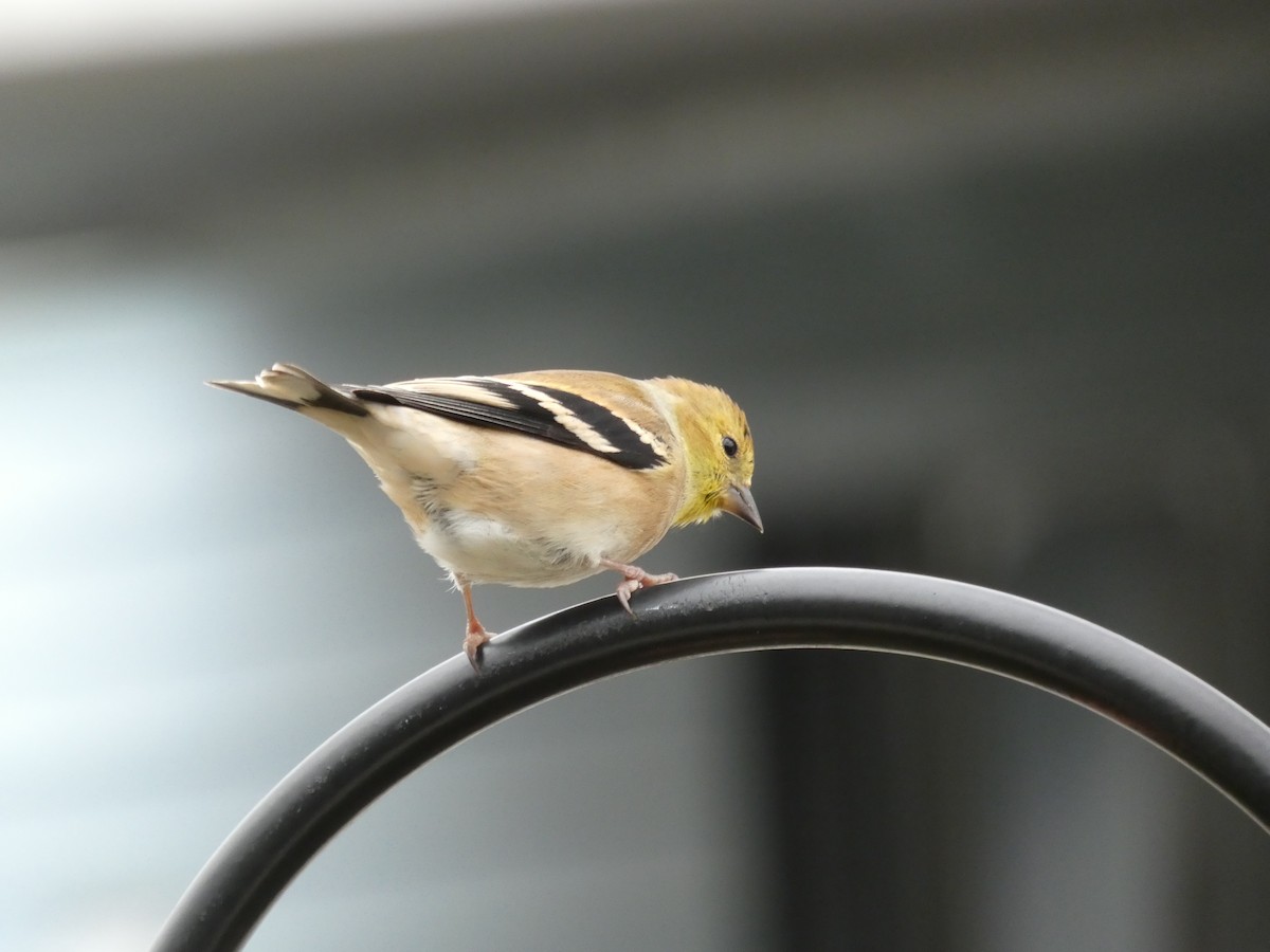 American Goldfinch - ML287795781