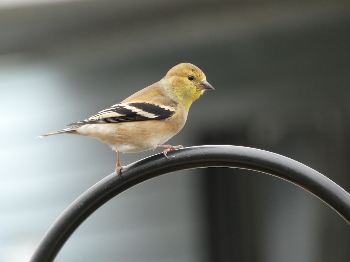 American Goldfinch - ML287795791