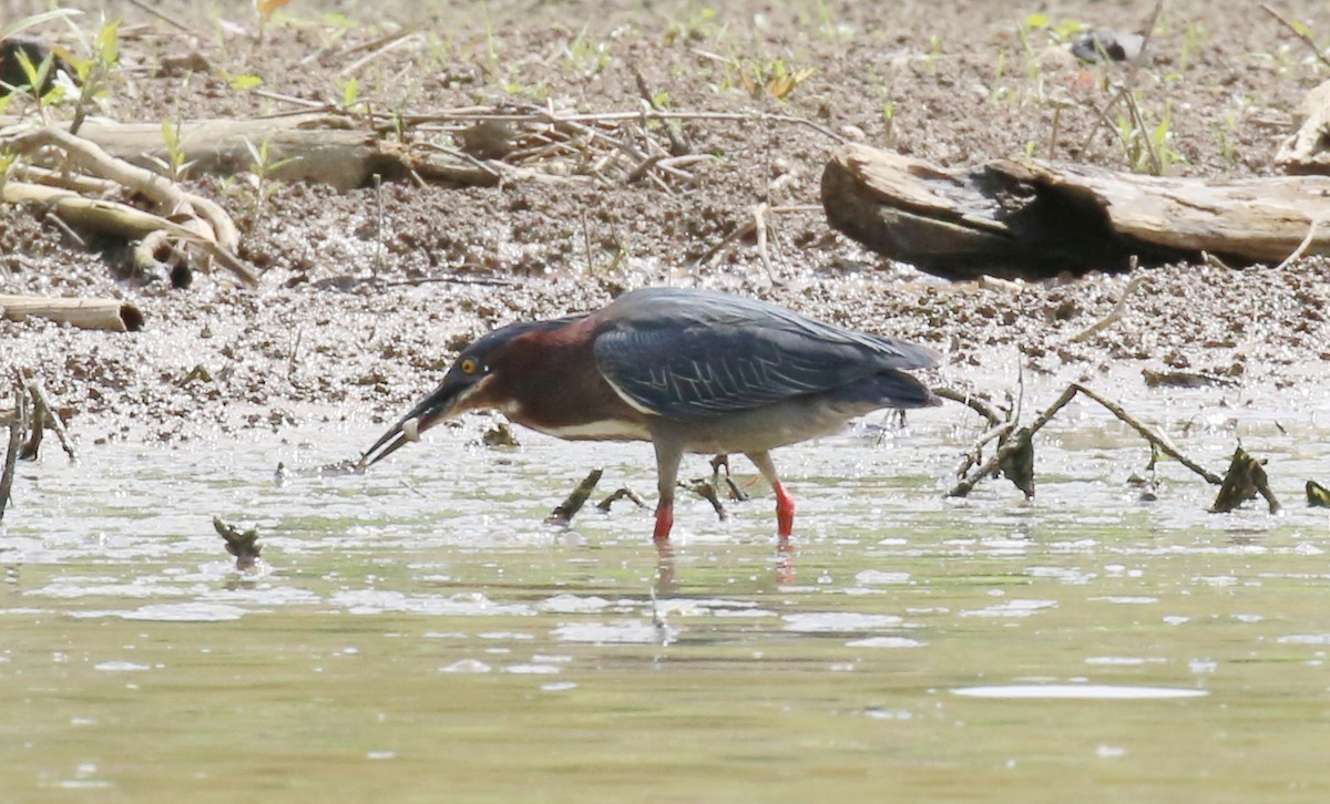 Green Heron - ML28779621